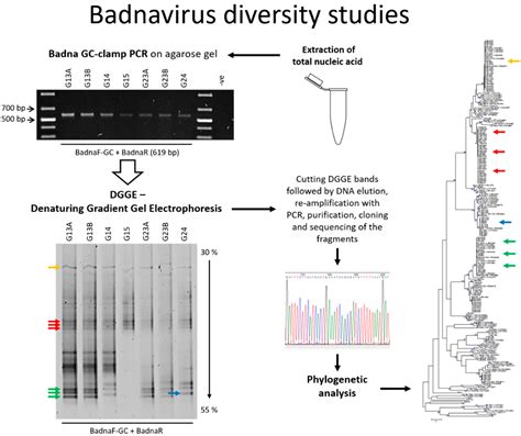 Viruses Free Full Text Pcr Dgge Analysis Unravelling Complex Mixtures Of Badnavirus