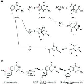 Chemical Structures Of Common Oxidative DNA Lesions A Guanine