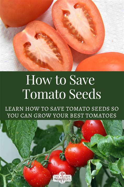 How To Save Tomato Seeds • The Prairie Homestead In 2024 Tomato Seeds Seeds Tomato