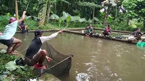 Mancing Borongan Ikan Bawal Juta Joran Sampai Patah Youtube