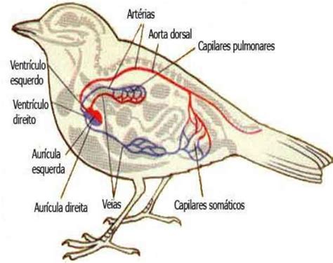 Sistema Circulatorio Das Aves Medicina Veterin Ria T Cnico De