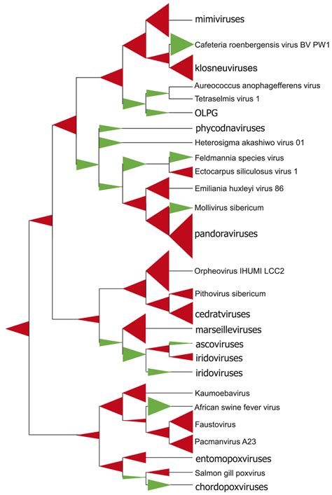 Gene Gain And Loss In The Evolution Of The Nucleocytoplasmic Large Dna