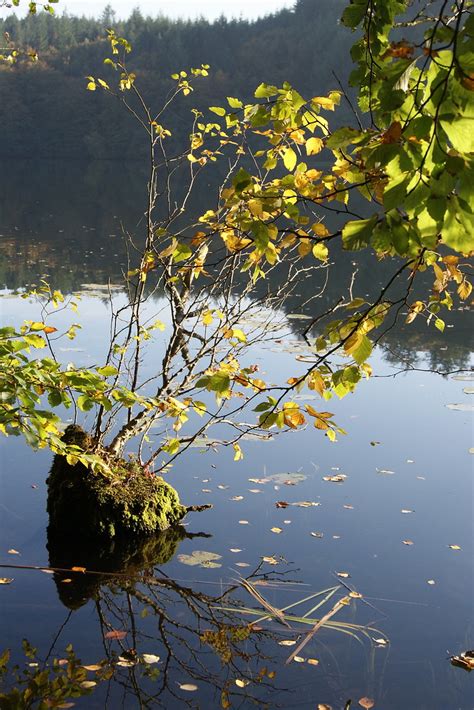 Water Tree Steen Jeppesen Flickr