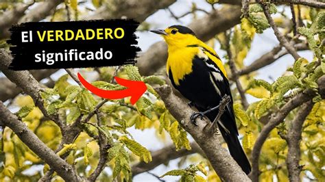 Que significa ver un pájaro amarillo con negro YouTube