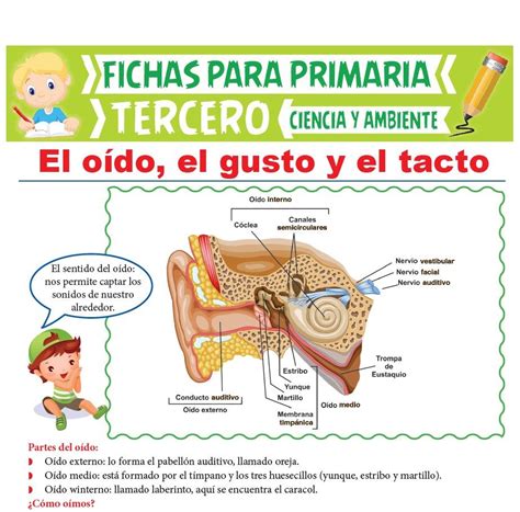 El oído el gusto y el tacto para Tercer Grado de Primaria