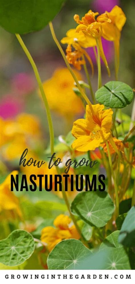 How To Grow Nasturtiums How To Plant Grow And Care For Nasturtiums Growing In The Garden