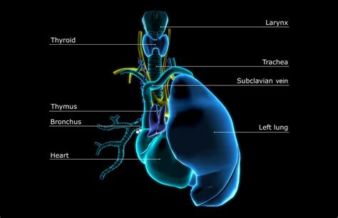 Thyroid Disease Risk After Early Thymus Removal