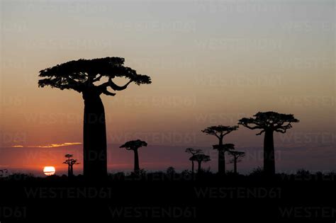 Baobab Tree Silhouette