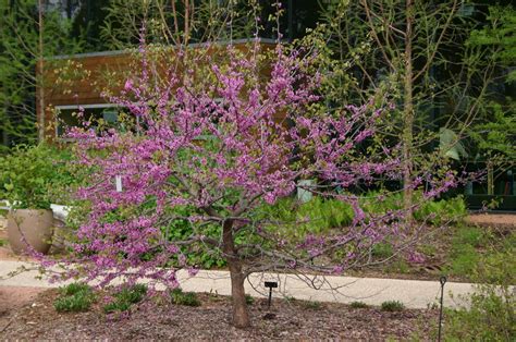 Cercis Joy S Pride