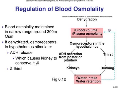 What Is The Normal Range Of Osmolality For The Blood At Joshua Rutledge