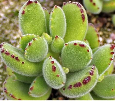 Bear S Paw Succulent Care Cotyledon Tomentosa Care Indoors