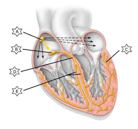 Cardiac Module Flashcards Quizlet