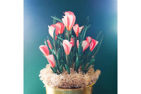 Oxalis Versicolor · Creative Fabrica