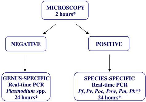 Malaria Diagnosis Flow Chartpf P Falciparum Pv P Vivax