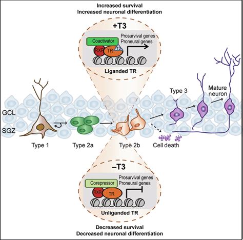 Putative Mechanism Of Thyroid Hormone Action On Adult Hippocampal