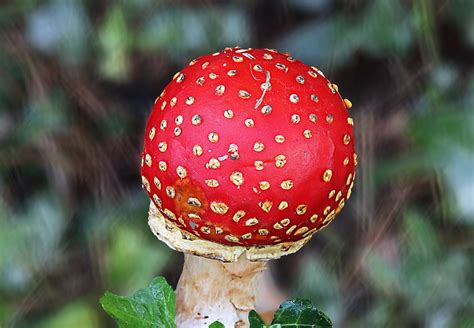 Amanite Tue Mouches Amanita Muscaria Fausse Oronge Flickr