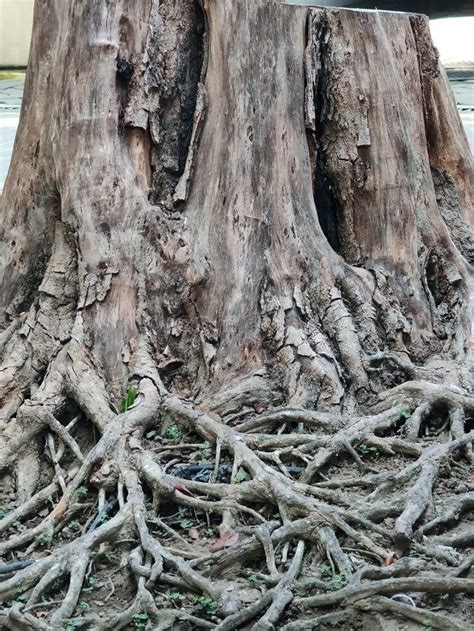 Photo Of Tree Roots Sticking Out Of The Ground With Natural Outdoor