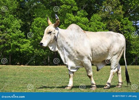 Brahman Cattle stock image. Image of africa, huge, countryside - 30717037