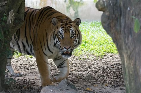 Bengal Tiger – Yadanarbon Zoo