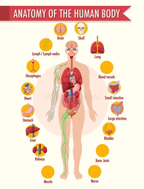 Anatomia Delle Informazioni Sul Corpo Umano Infografica Illustrazione