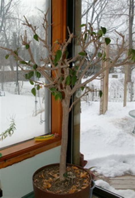 Mid Winter Hibiscus Pruning