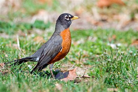 21 Types Of Birds With Orange Chests Bird Nature