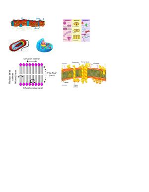 Tarea Biolog A Adn Curso Biolog A Celular Docente Juan Antonio