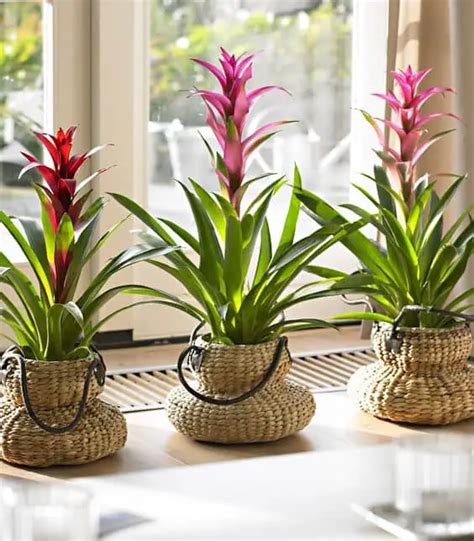 Plantas De Interior Resistentes Para Decorar Sin Preocuparte