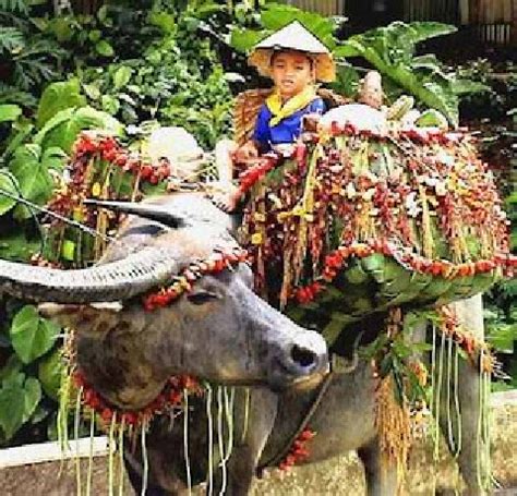 The Carabao Festival in Bulacan - Where Carabaos Kneel in Front of the ...