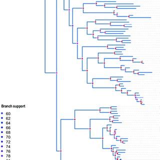 Maximum Likelihood Phylogenetic Tree Inferred From Aligned Orf