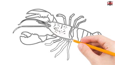 Lobster Drawing Easy How To Draw A Lobster Bodemawasuma