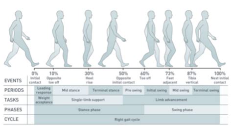 Gait Biomechanics Flashcards Quizlet