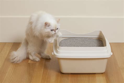 How to Control Litter Box Odor | POPSUGAR Pets