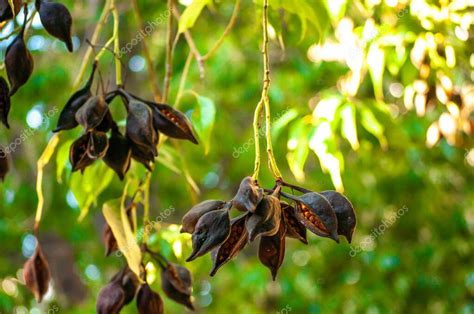 Kurrajong Brachychiton Populneus Semillas Y Hojas árbol Urbano Con