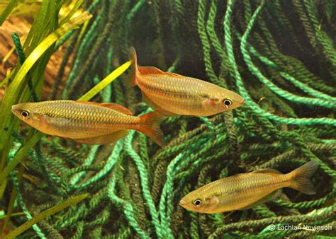 Eastern Rainbowfish Wallaby Creek Coburg Aquarium