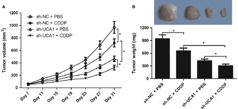 Depletion Of Uca1 Enhanced Cddp Mediated Tumor Inhibition Effect In