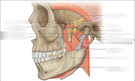 Diagram of mandibular nerve branches | Quizlet