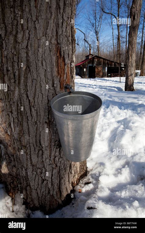 Bucket And Tap In Maple Tree With Sugar Shack In The Background Stock