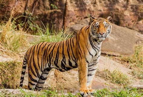 Cergas Demi Selamatkan Harimau Malaya