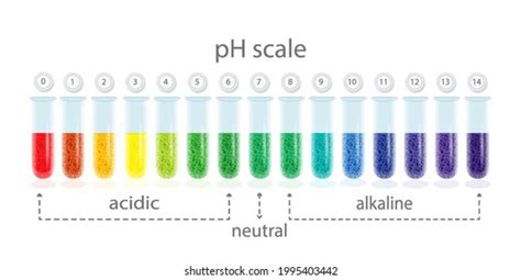 Ph Value Scale Chart Acid Alkaline Stock Vector Royalty Free 1995403442 Shutterstock