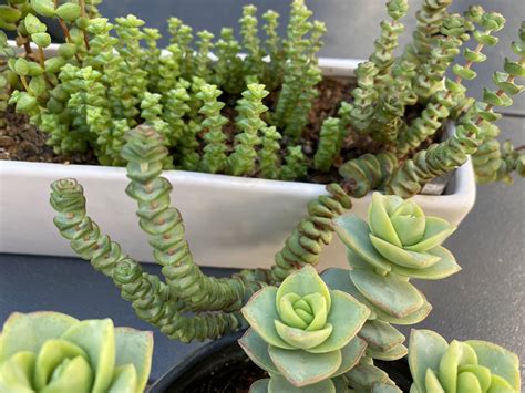 Giant Form Crassula Perforata R Succulents