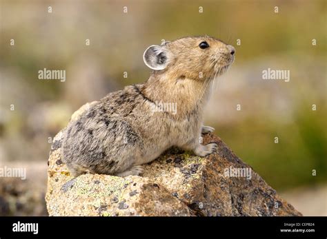 American Pika Alert On Rocks Rocky Mountain National Park Colorado