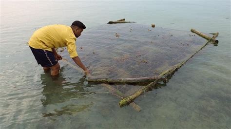 The Government Plans A Seaweed Park In Tamil Nadu Ignoring The Threat