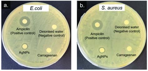 Representative Agar Plates Of The Disk Diffusion Assay Showing The