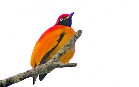 Indonesia Birding Tours Birding Ecotours