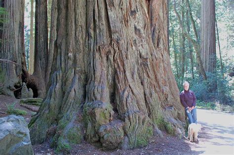 Tales from the Highway: Jedediah Smith Redwoods State Park / Redwoods ...