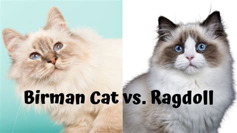 Birman Cat Vs Ragdoll Which Breed Is Right For You