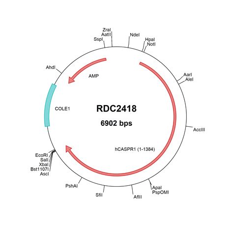 Human Caspr Np Versaclone Cdna Rdc R D Systems