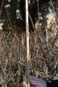 Measuring Tree Height Using A Tree Scale Stick