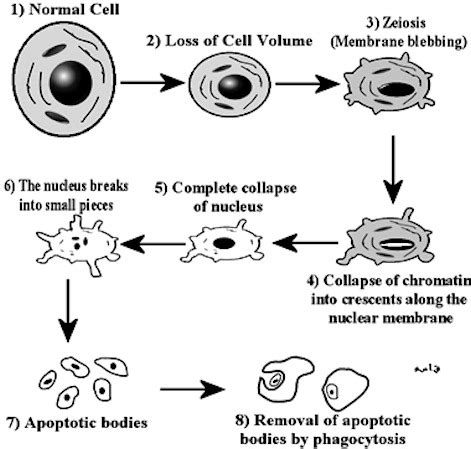 Cytology Slides - Dr. Kasem Histology Homepage